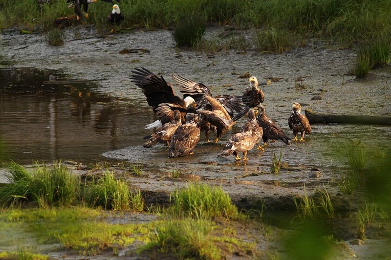 Tour privato personalizzato di 4 ore di Ketchikan (14 persone) Fauna selvatica + Altro — 9