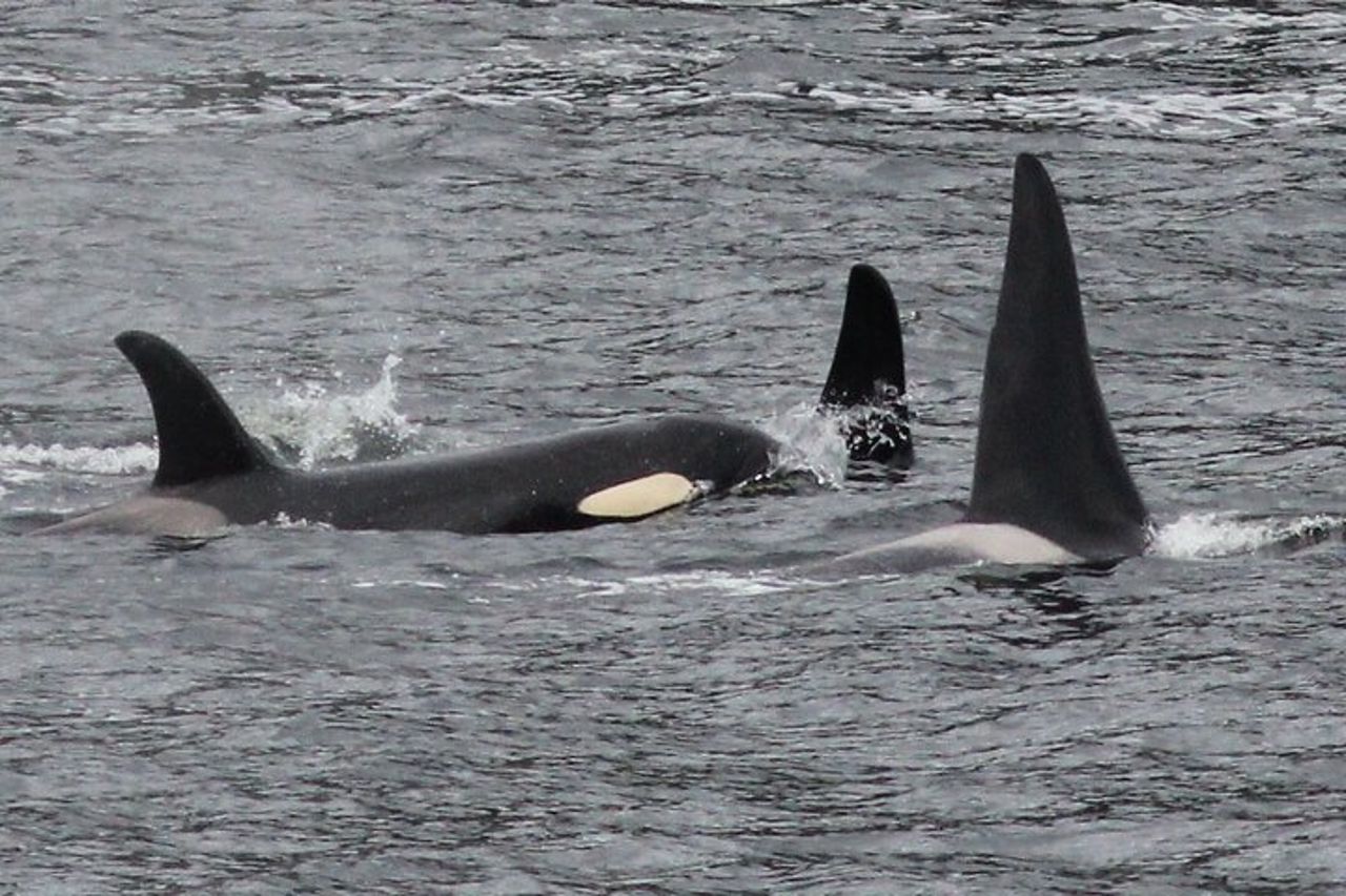 Tour privato personalizzato di 4 ore di Ketchikan (14 persone) Fauna selvatica + Altro — 8