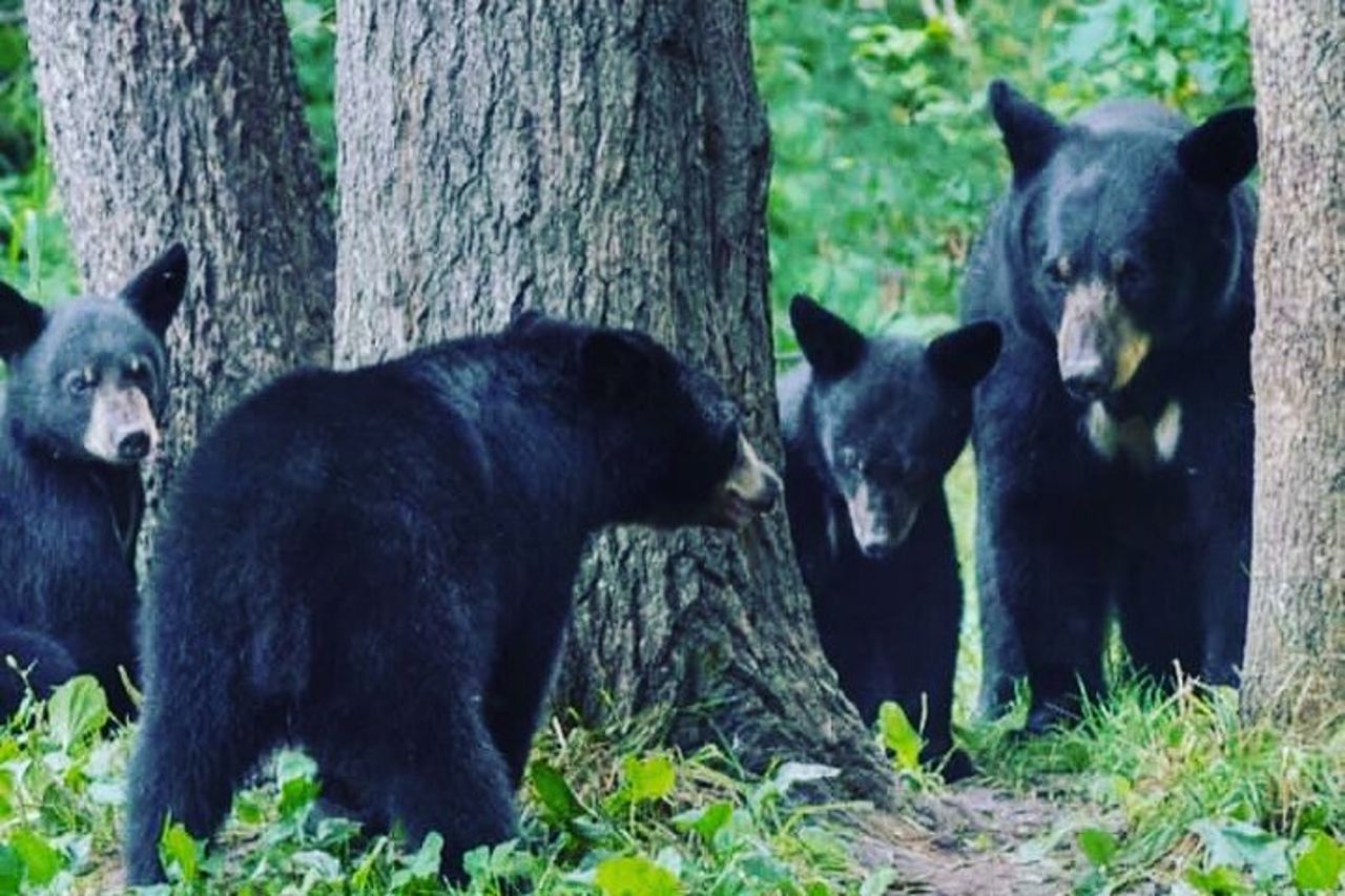 Tour privato personalizzato di 6 ore di Ketchikan (4 persone) Fauna selvatica + Altro — 5