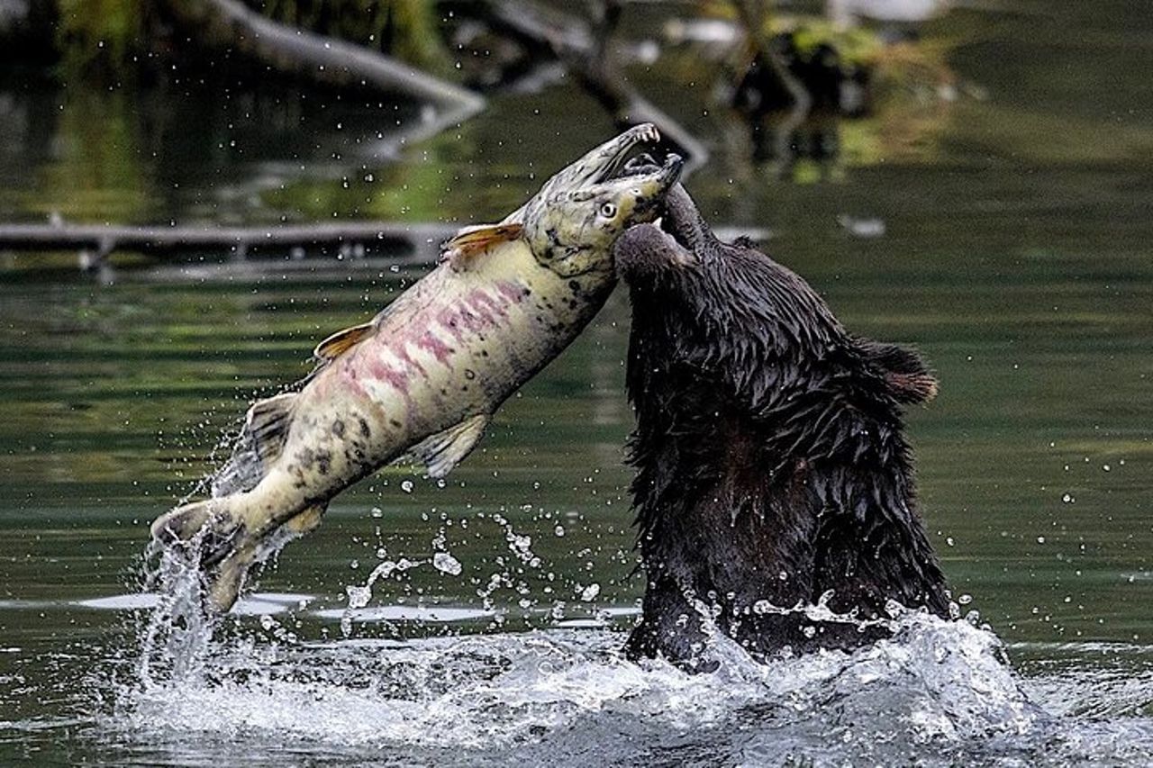 Tour privato personalizzato di 6 ore di Ketchikan (4 persone) Fauna selvatica + Altro — 2