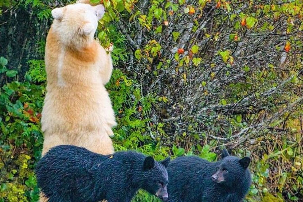 Tour privato personalizzato di 6 ore di Ketchikan (4 persone) Fauna selvatica + Altro — 8
