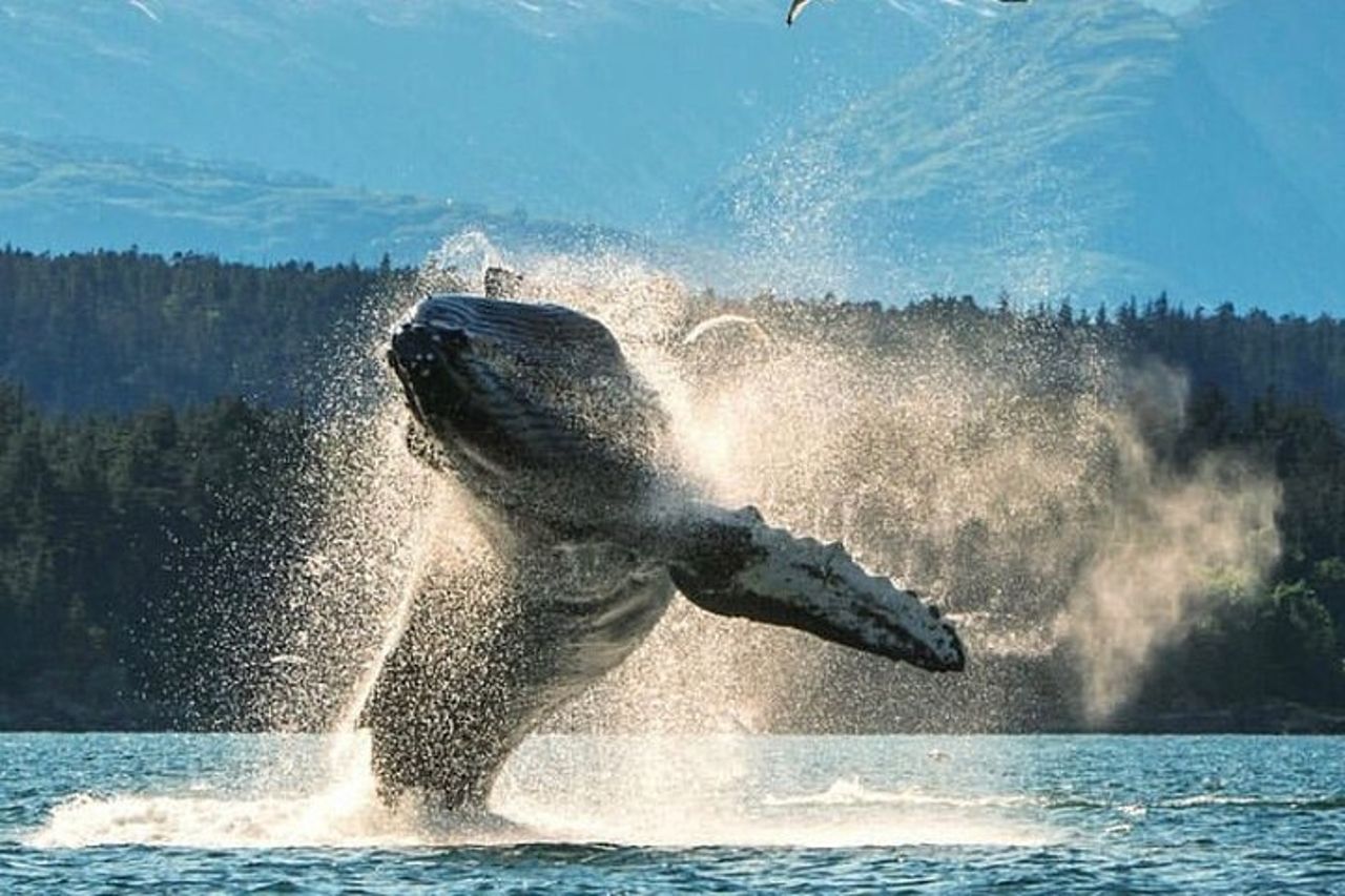 Tour privato personalizzato di 6 ore di Ketchikan (4 persone) Fauna selvatica + Altro — 3