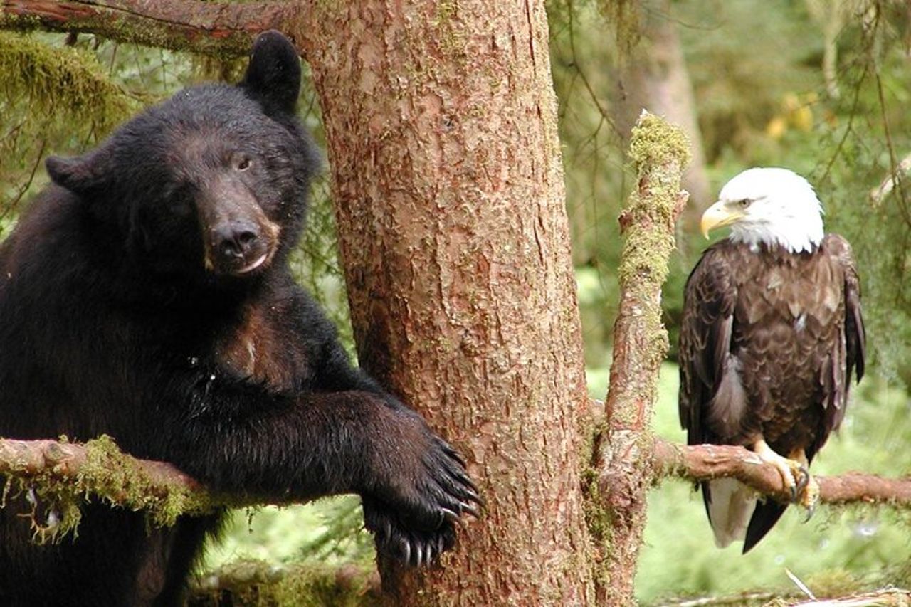 Tour privato personalizzato di 6 ore di Ketchikan (4 persone) Fauna selvatica + Altro