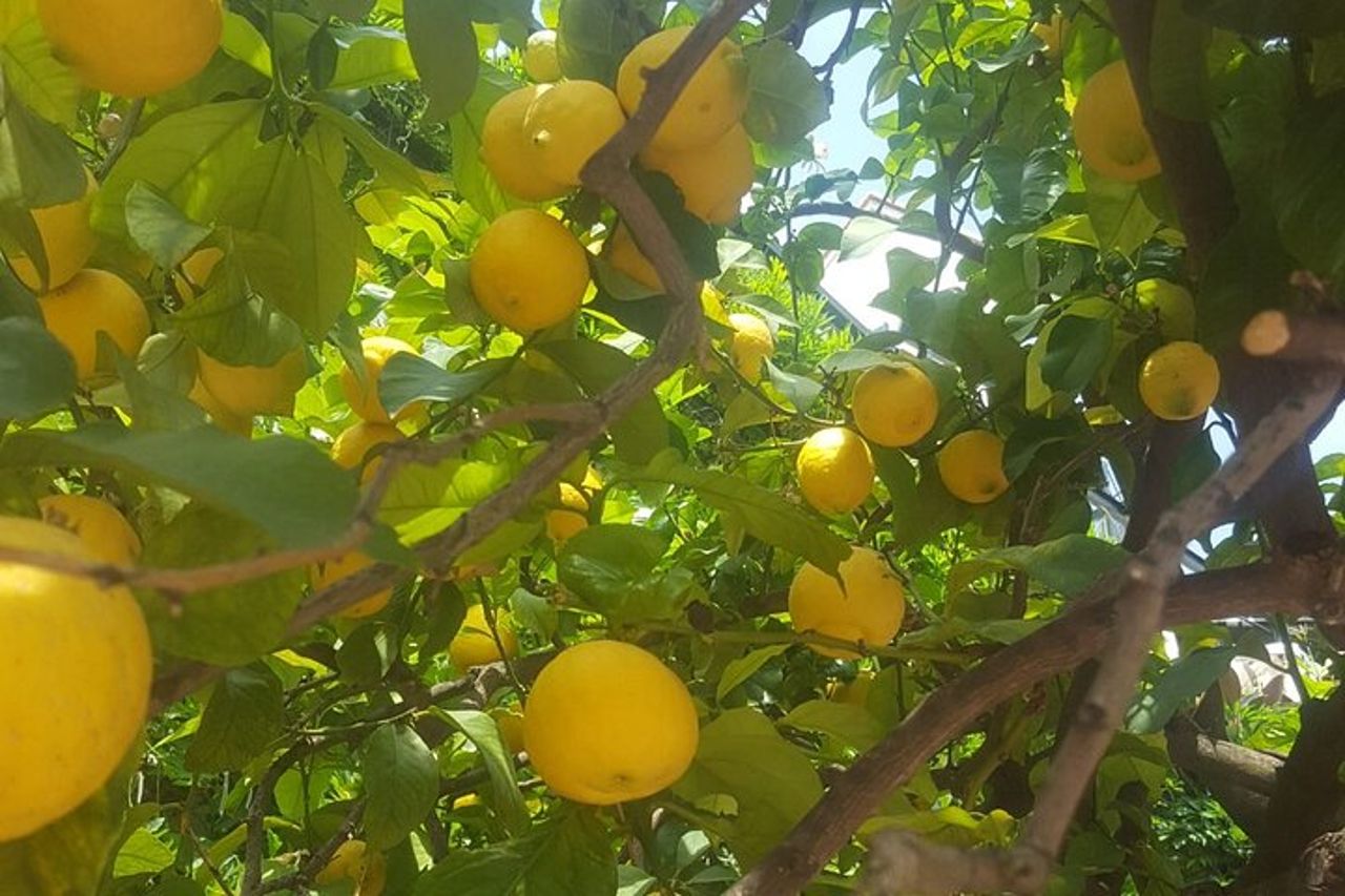 Esperienza Costiera Amalfitana: Lemons' Pathway e cena — 2