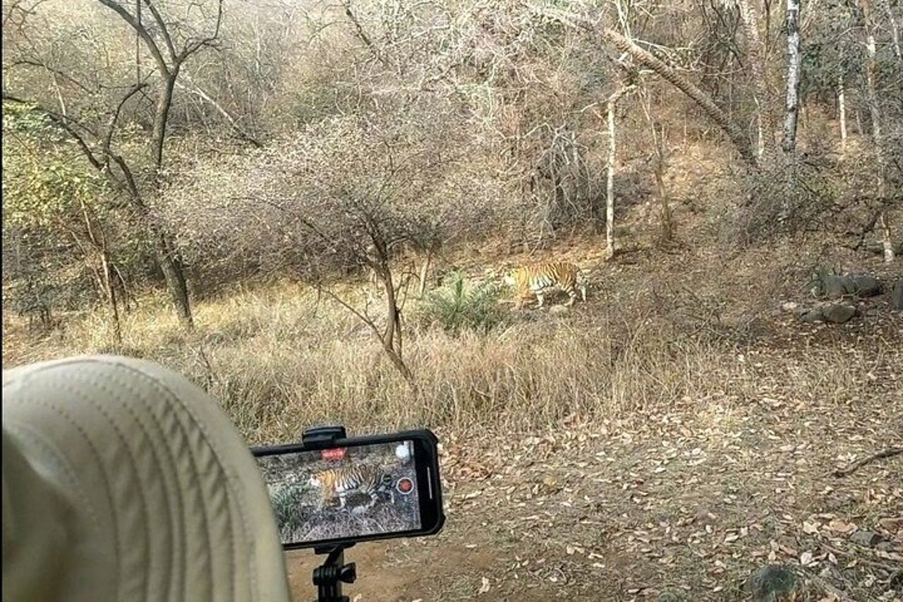 Ranthambore : Safari condiviso in Canter o veicolo zingaro Tutto Incl. — 2
