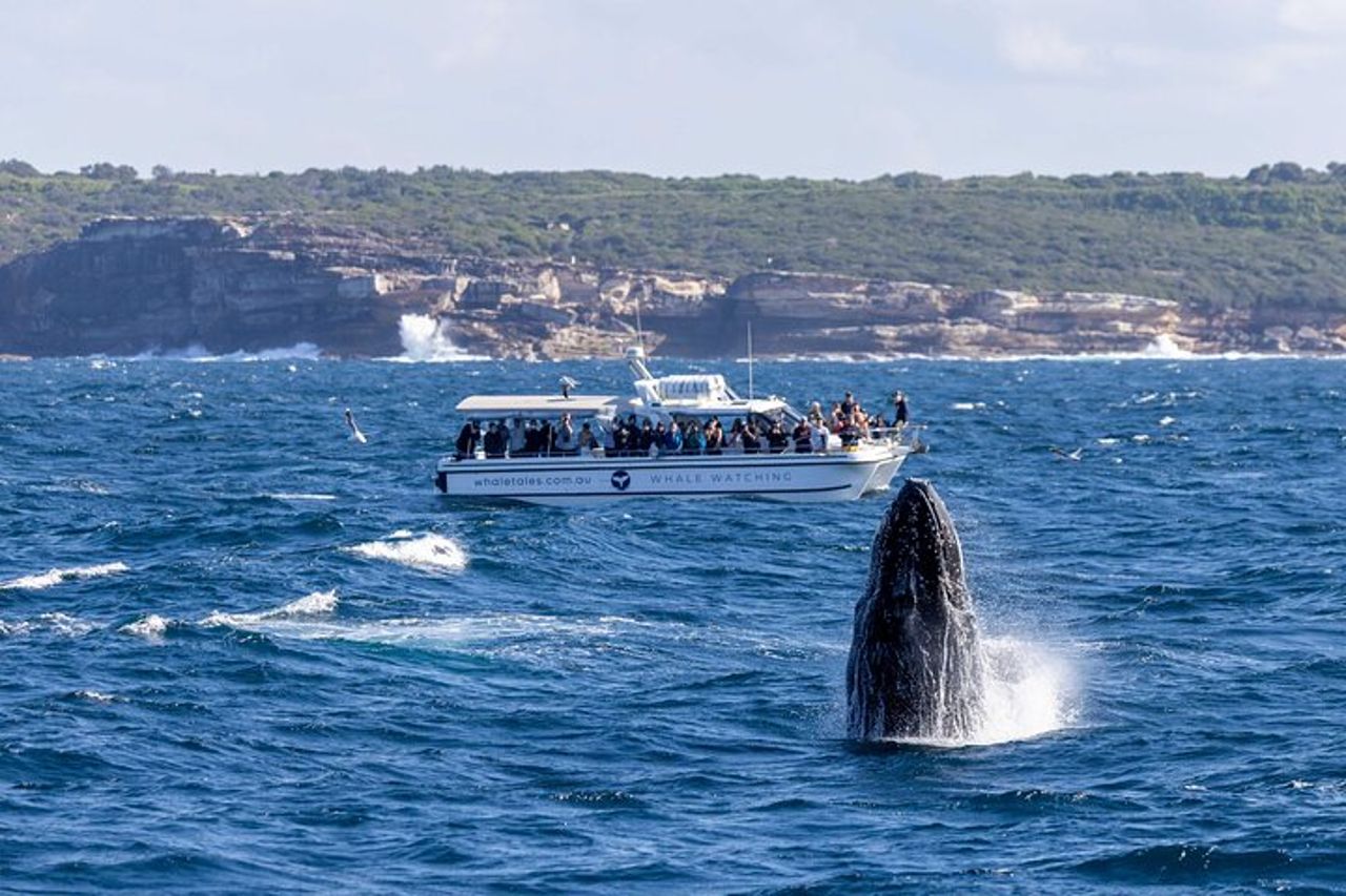 Gita in barca per l'osservazione delle balene a Sydney — 6