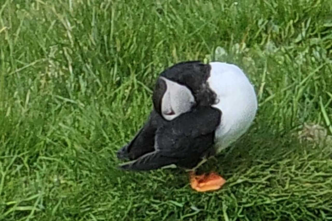 Eyjascooter Puffin Tour in Islanda — 8