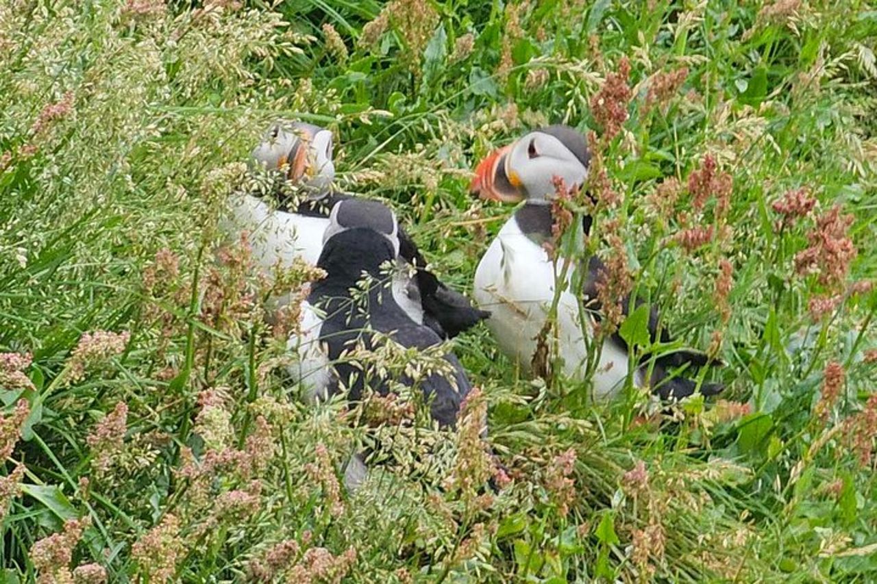 Eyjascooter Puffin Tour in Islanda — 5