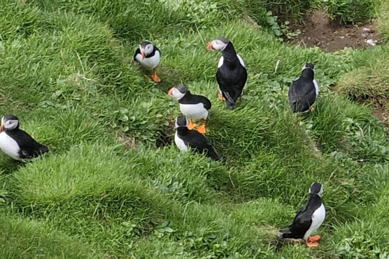 Eyjascooter Puffin Tour in Islanda — 6