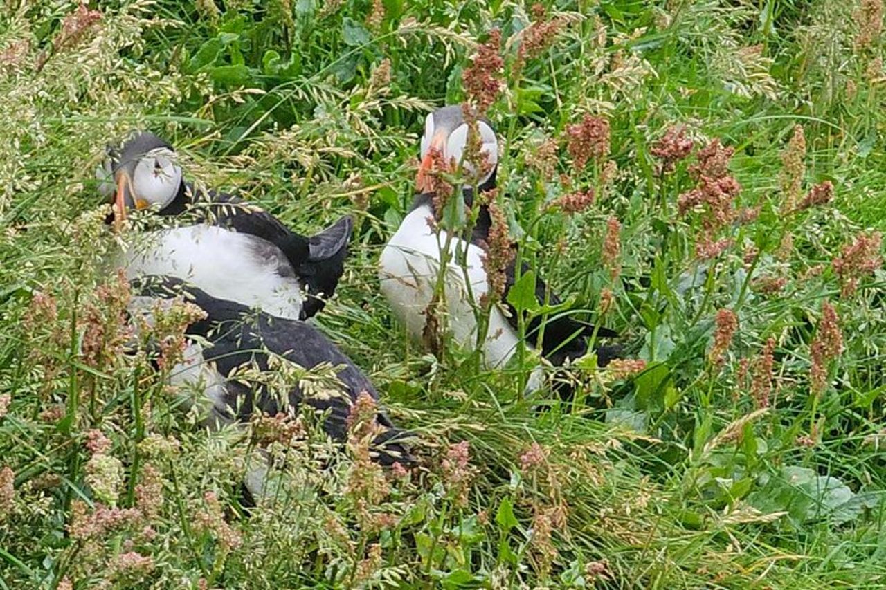 Eyjascooter Puffin Tour in Islanda — 7