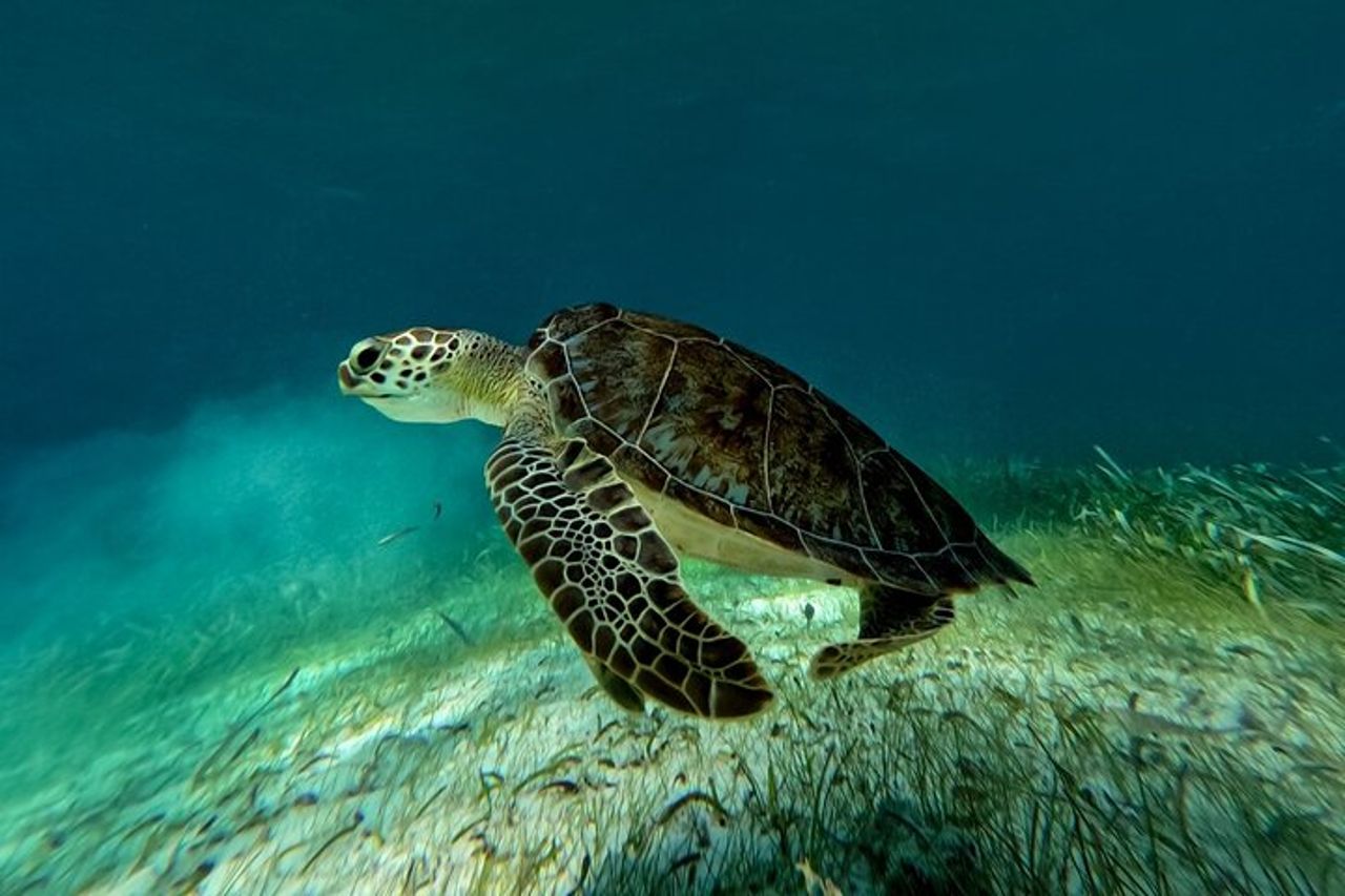 Crociera in catamarano nella Riviera Maya con snorkeling e beach club — 7