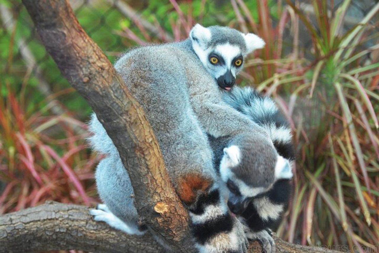 Tour della fauna selvatica del Madagascar 14D / 13N — 5