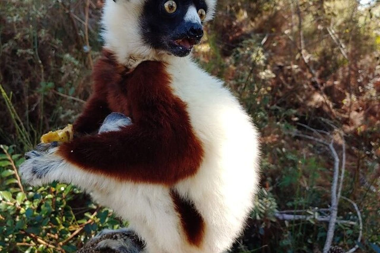 Tour della fauna selvatica del Madagascar 14D / 13N — 6