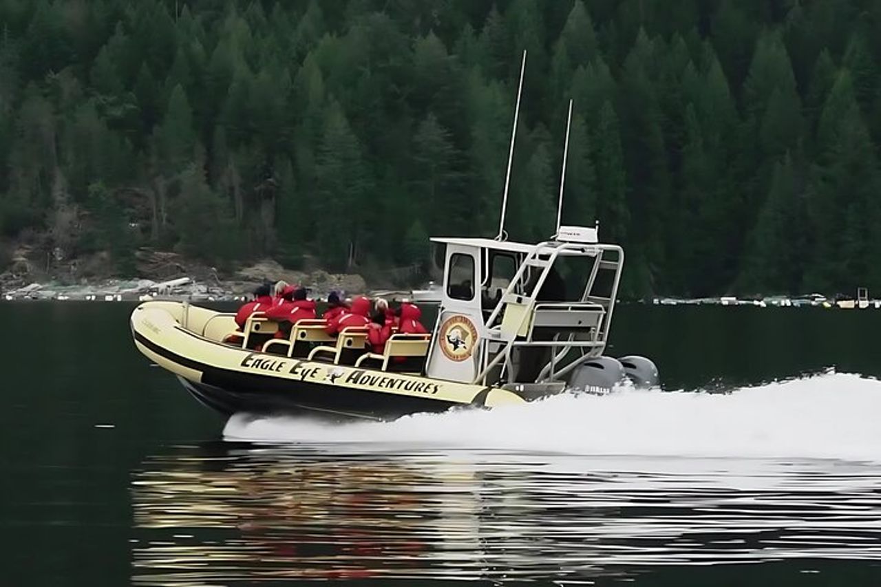 Campbell River, BC: Tour della fauna selvatica di 4 ore con Whale Watching — 7