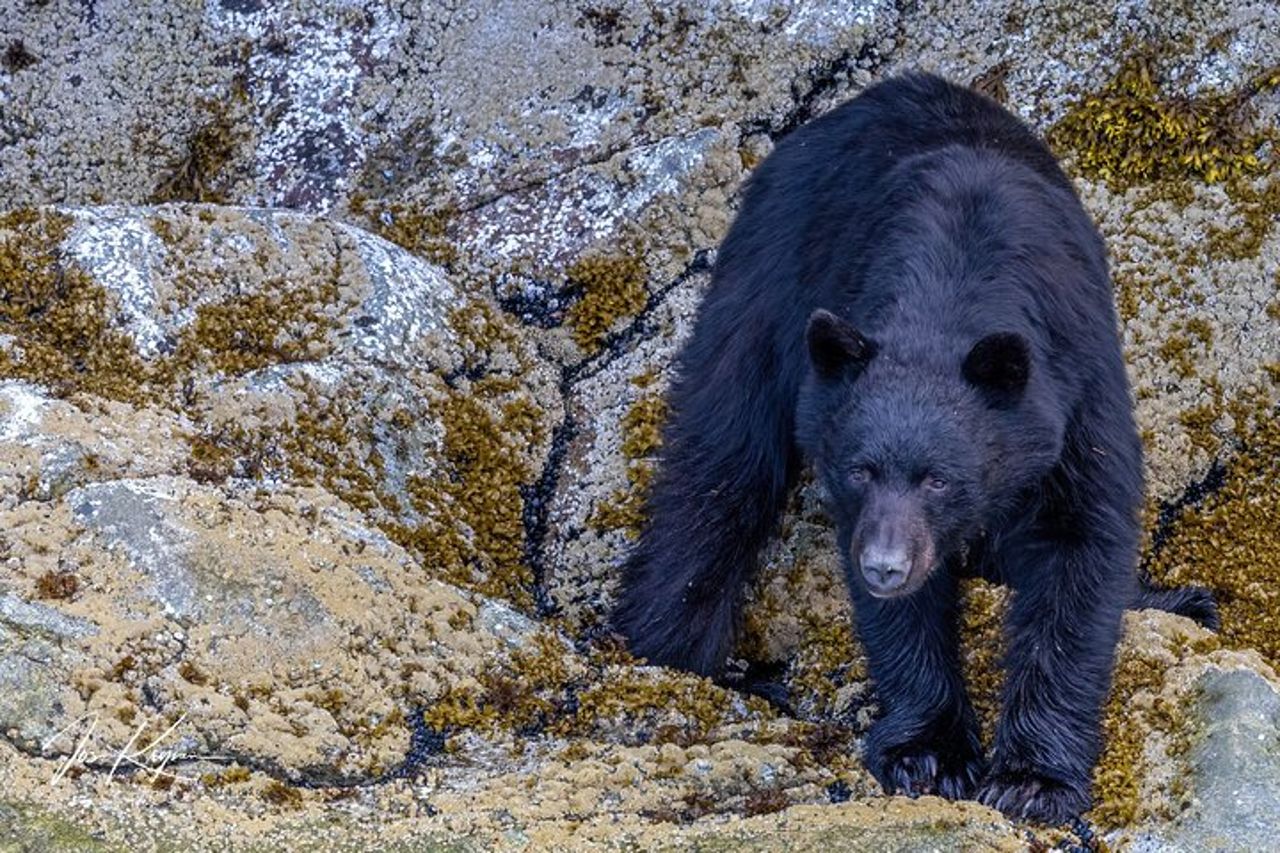 Campbell River, BC: Tour della fauna selvatica di 4 ore con Whale Watching — 8