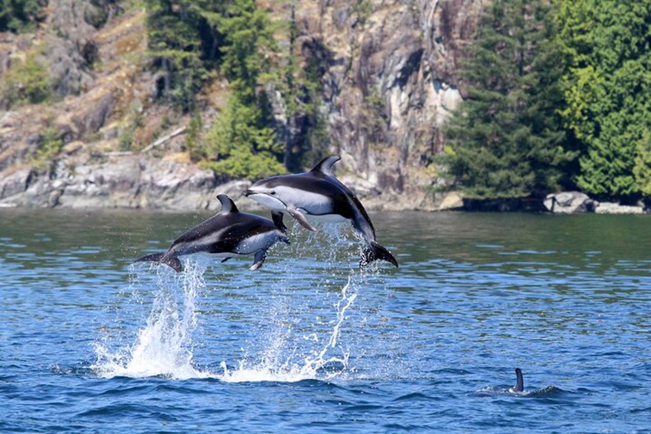 Campbell River, BC: Tour della fauna selvatica di 4 ore con Whale Watching — 9