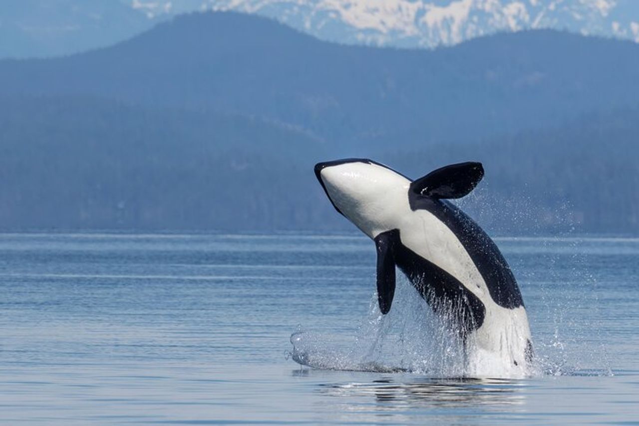 Campbell River, BC: Tour della fauna selvatica di 4 ore con Whale Watching — 2