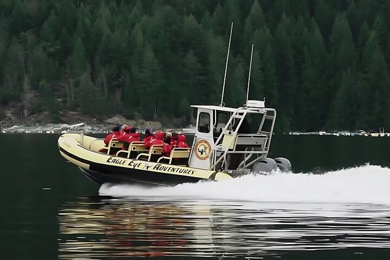 Campbell River, BC: Tour di osservazione delle balene di 6 ore con pranzo incluso — 6