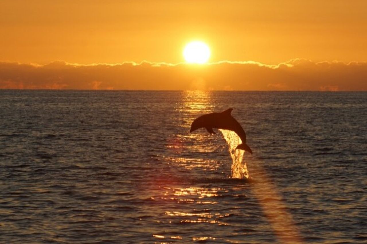 Sandestin Sunset Eco-Delphin Cruise a bordo di Sol y Luna — 4