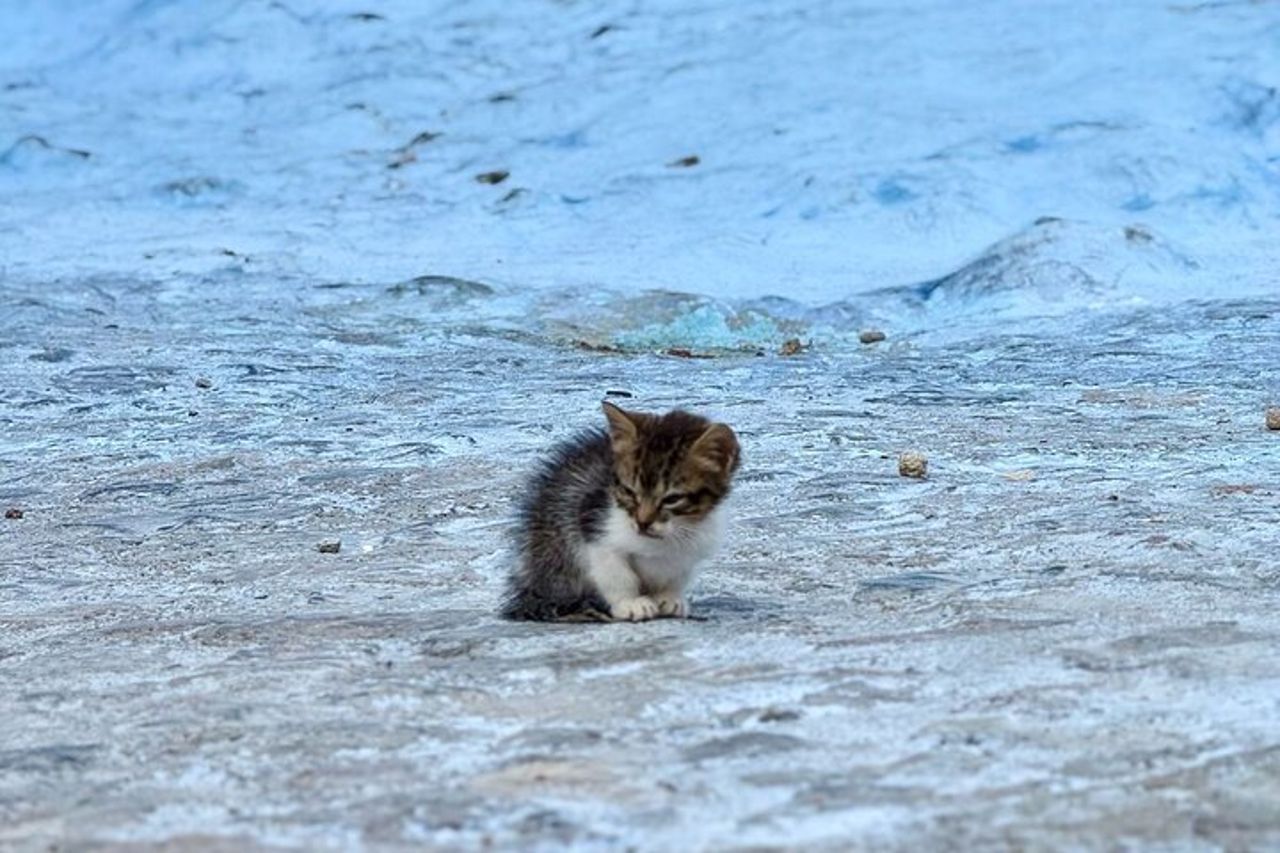 Tour esclusivo di un giorno della città blu di Chefchaouen per piccoli gruppi da Fez — 4