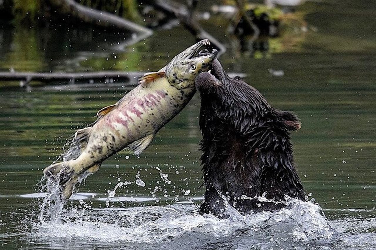 4 ore Ketchikan Tour privato personalizzato (4 persone) Fauna selvatica + Altro — 3