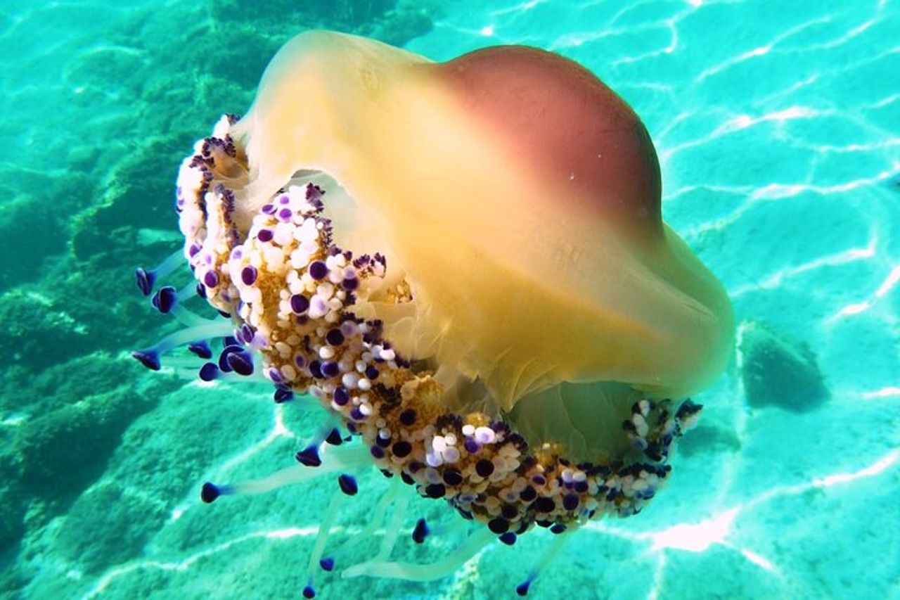 Da Olbia: tour in gommone con snorkeling a Tavolara — 8