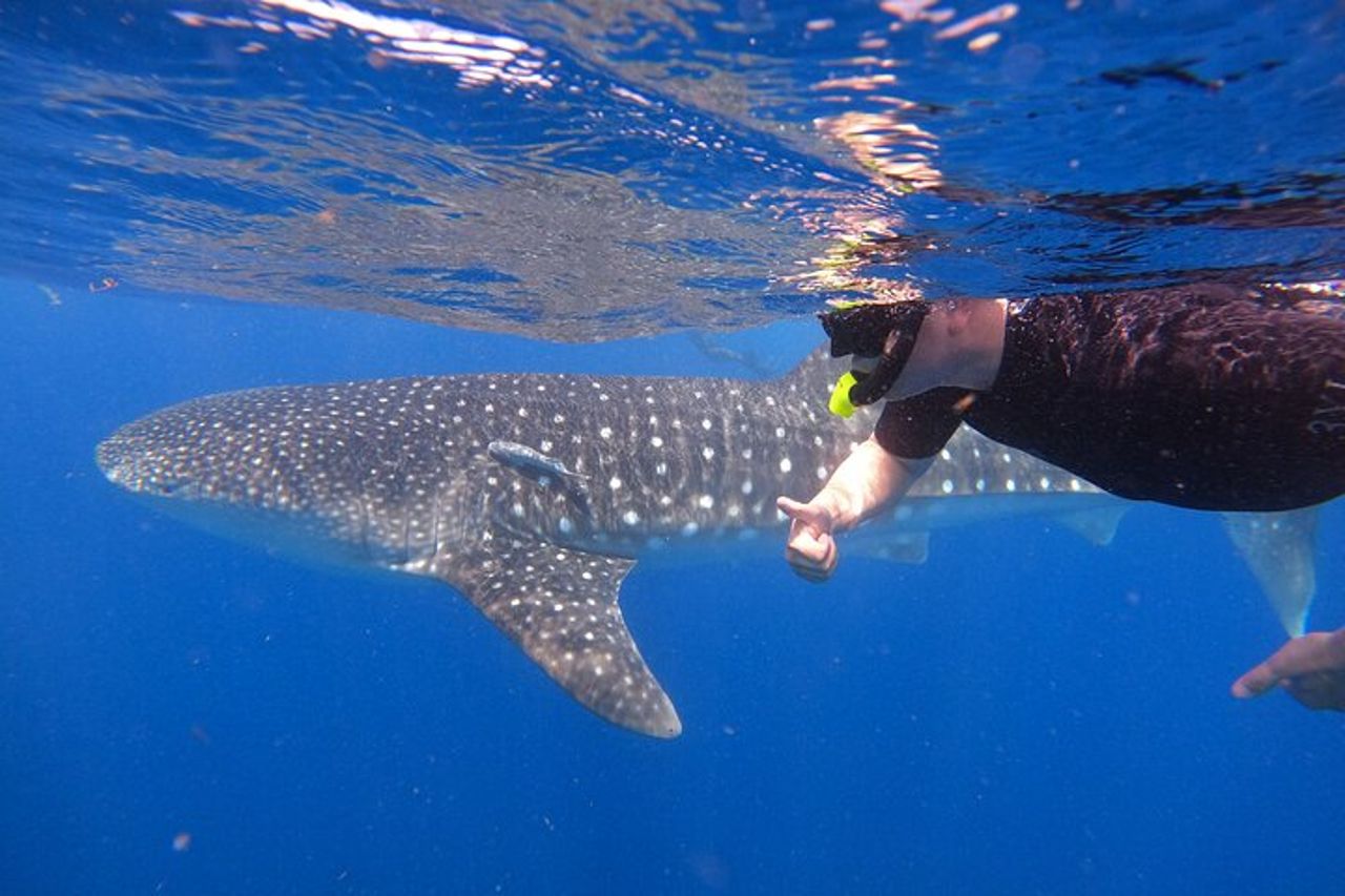 Tour degli squali balena da Cancun, Playa del Carmen, Tulum e Riviera Maya — 2