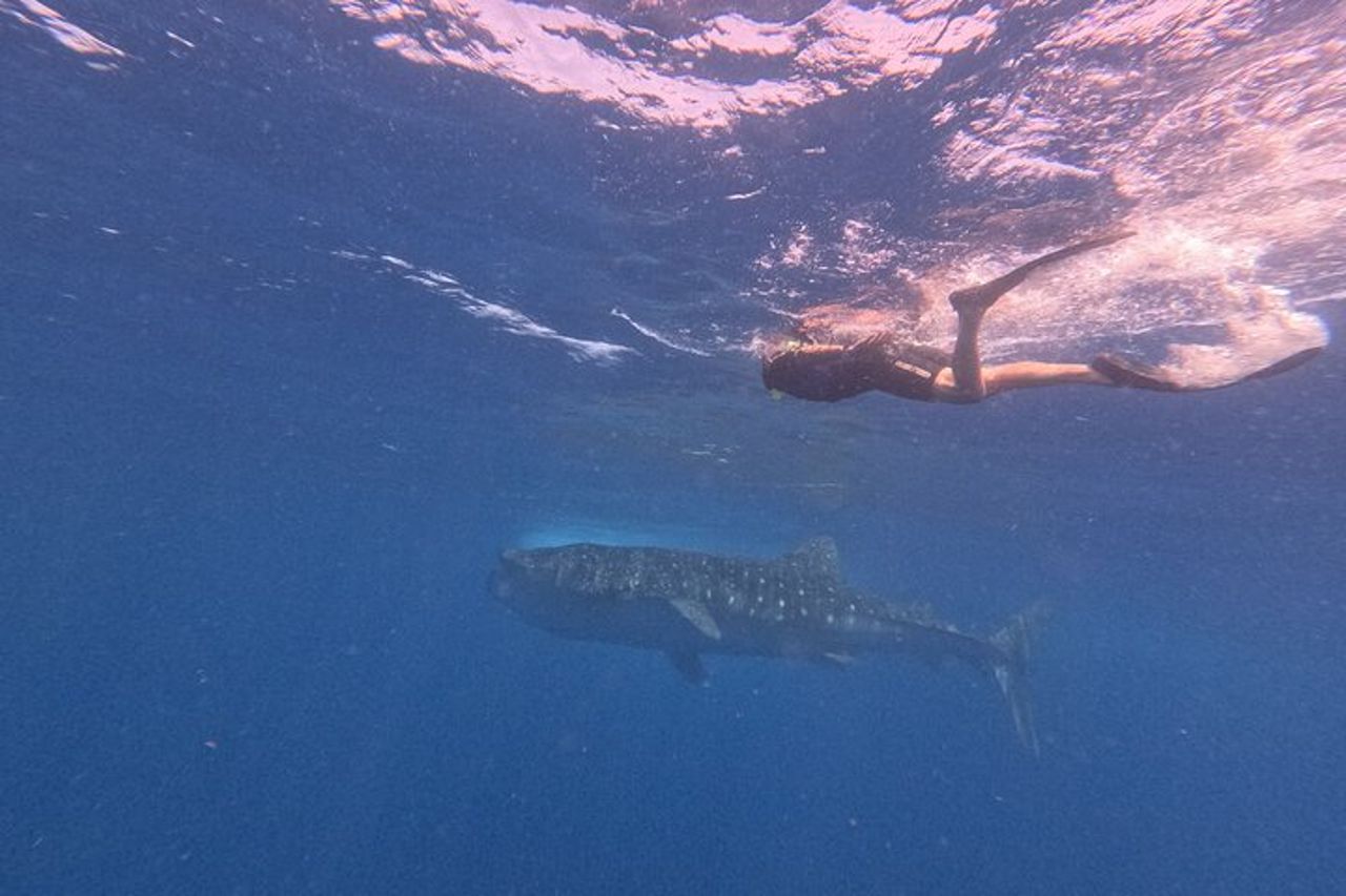 Tour degli squali balena da Cancun, Playa del Carmen, Tulum e Riviera Maya — 5