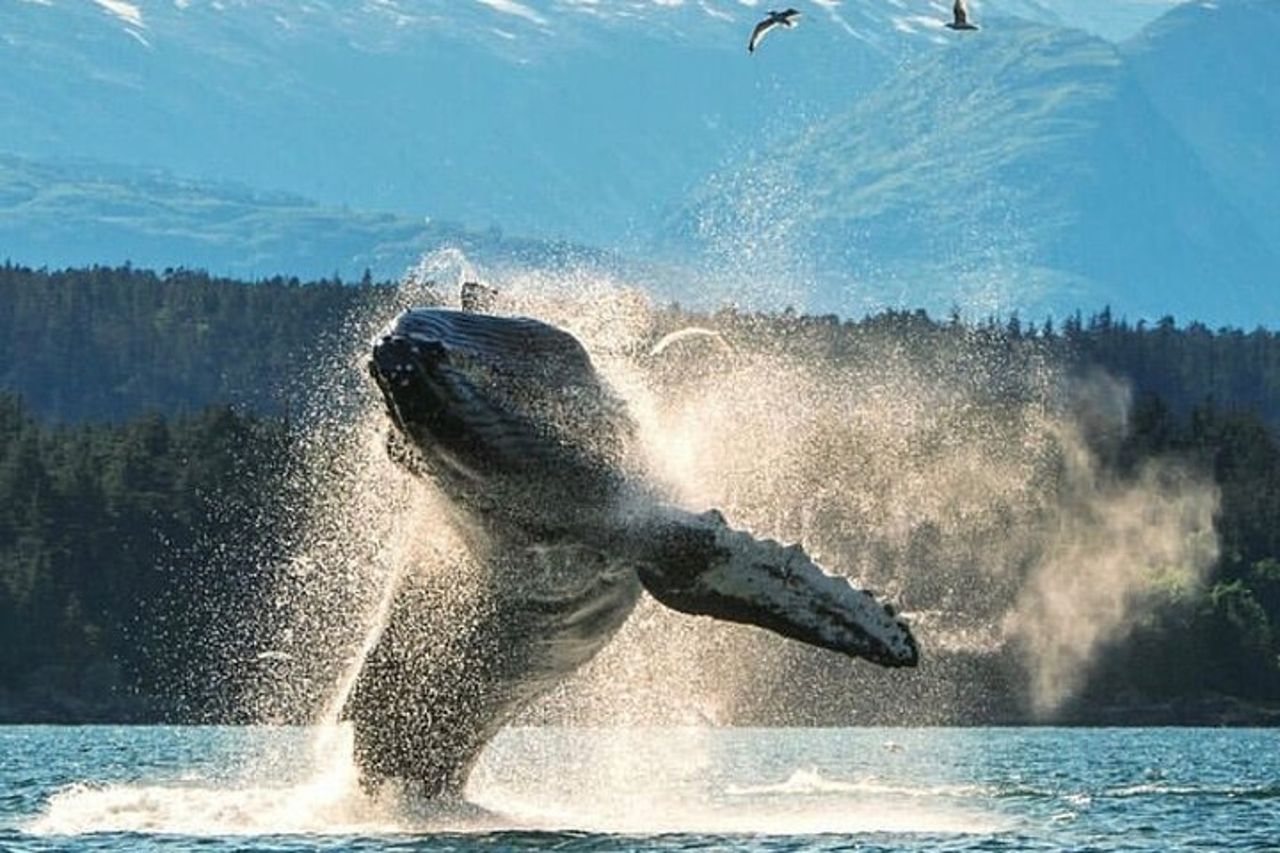 4 ore Ketchikan Tour privato personalizzato (4 persone) Fauna selvatica + Altro — 2