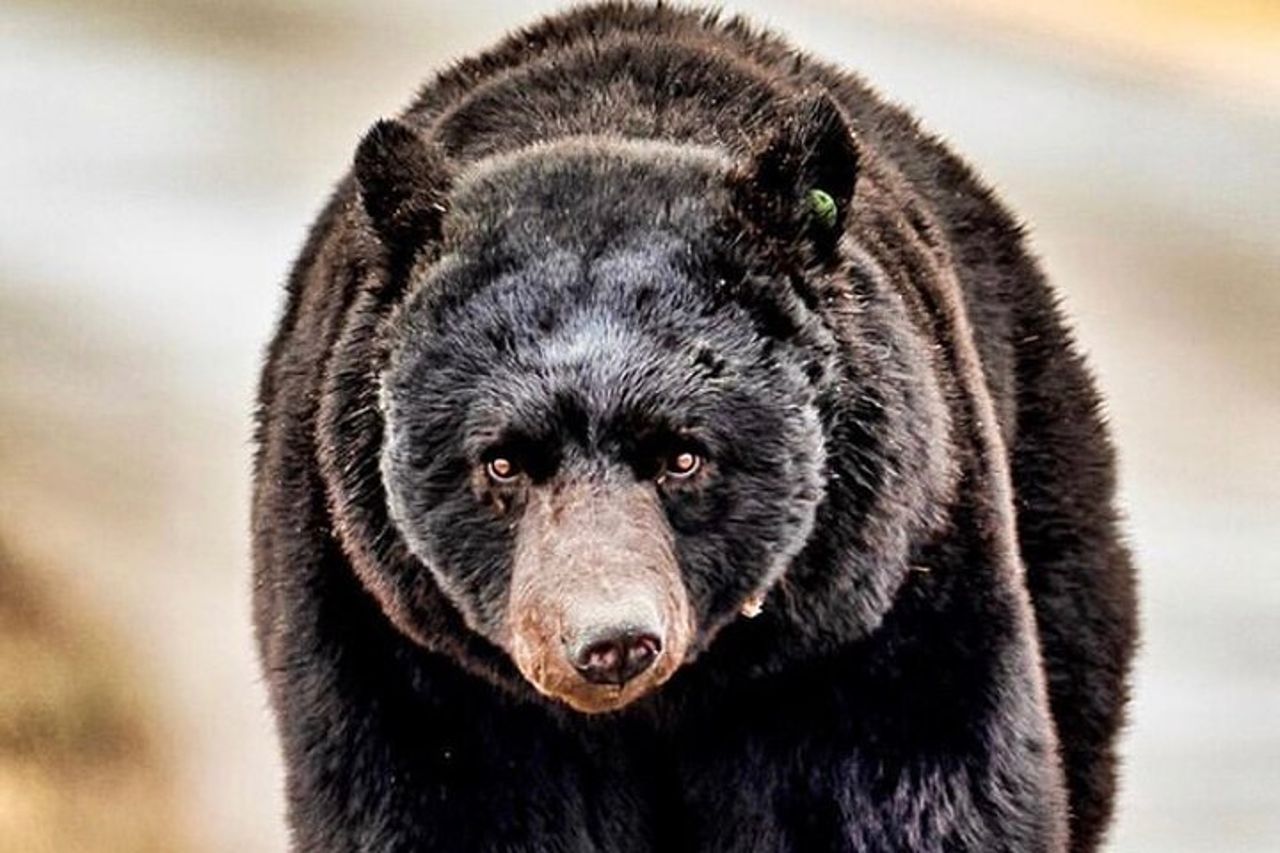 4 ore Ketchikan Tour privato personalizzato (4 persone) Fauna selvatica + Altro