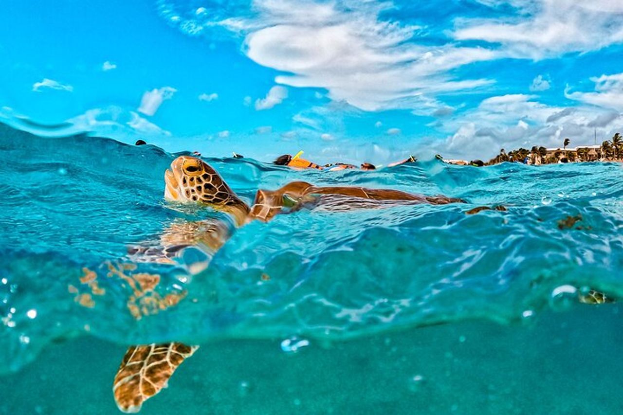 Tour di mezza giornata di tartarughe marine e snorkeling Cenote da Cancun e Riviera Maya — 4