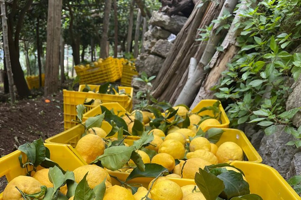 Amalfi Coast - Maiori: Path of Lemons Tour with Tasting — 2