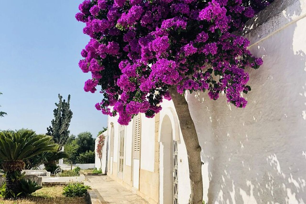 Tour dell'olio d'oliva ed esperienza di degustazione a Ostuni — 2