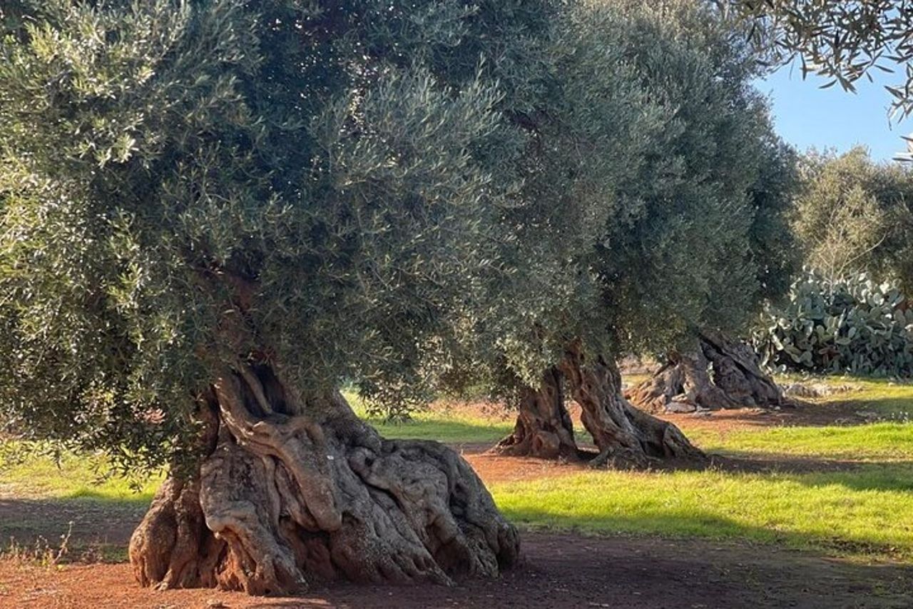 Tour dell'olio d'oliva ed esperienza di degustazione a Ostuni — 7