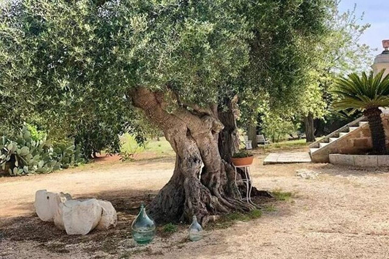 Tour dell'olio d'oliva ed esperienza di degustazione a Ostuni — 5