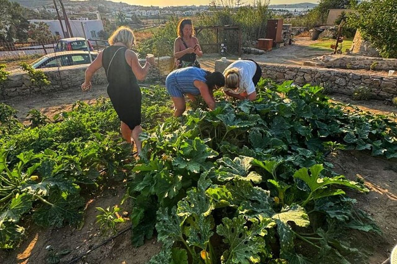 Cooking Class Cena al tramonto e tour nella fattoria di Paros — 8