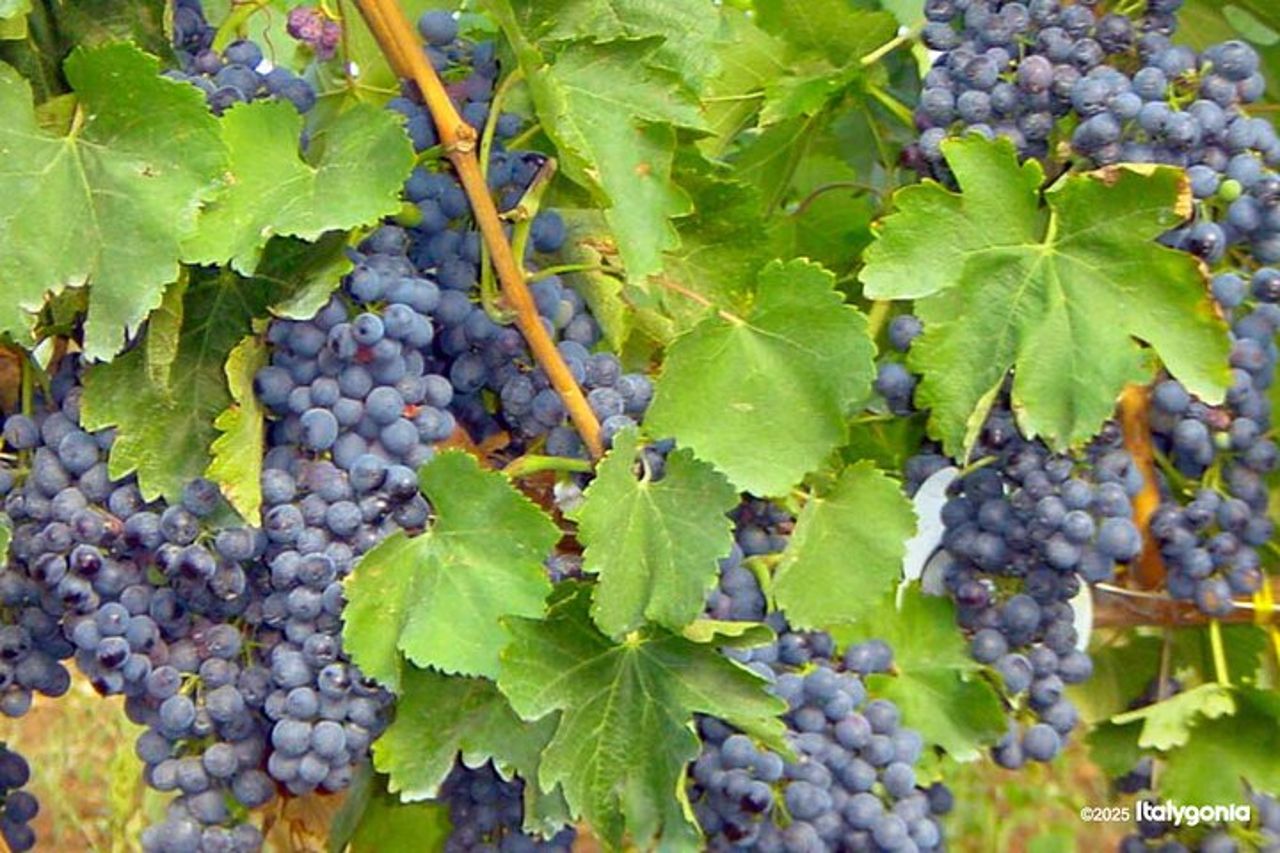 TRANI Wine Tours : Sapori di Puglia — 3