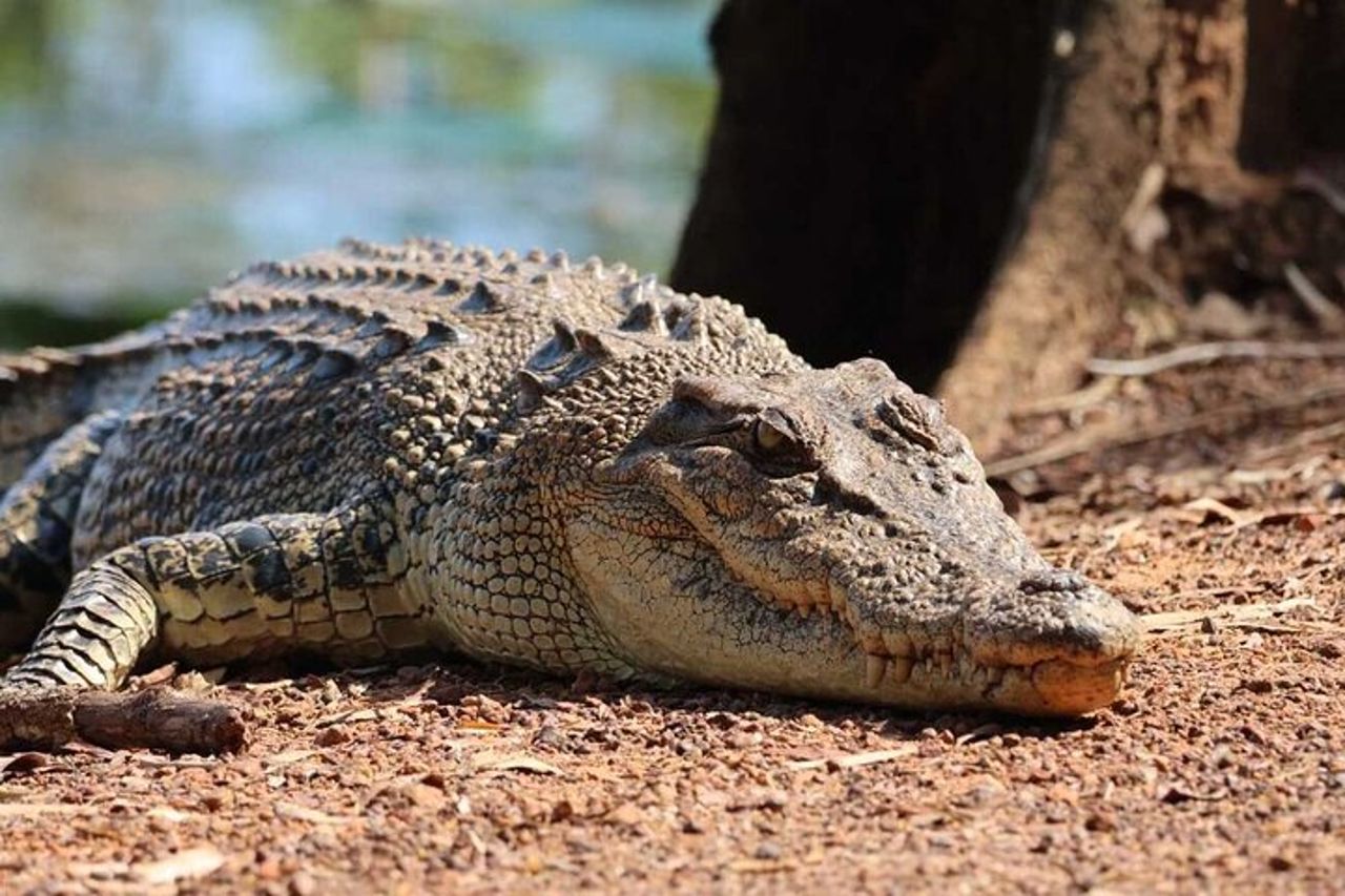 Kakadu Wildlife Fuggi dalla diga di Fogg o crociera con coccodrillo da Darwin — 6