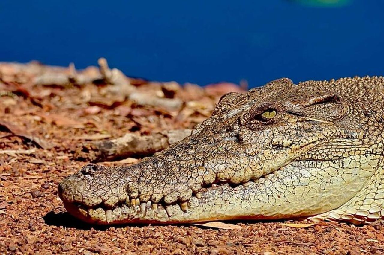 Crociera in barca sul coccodrillo con trasferimento da Darwin — 8