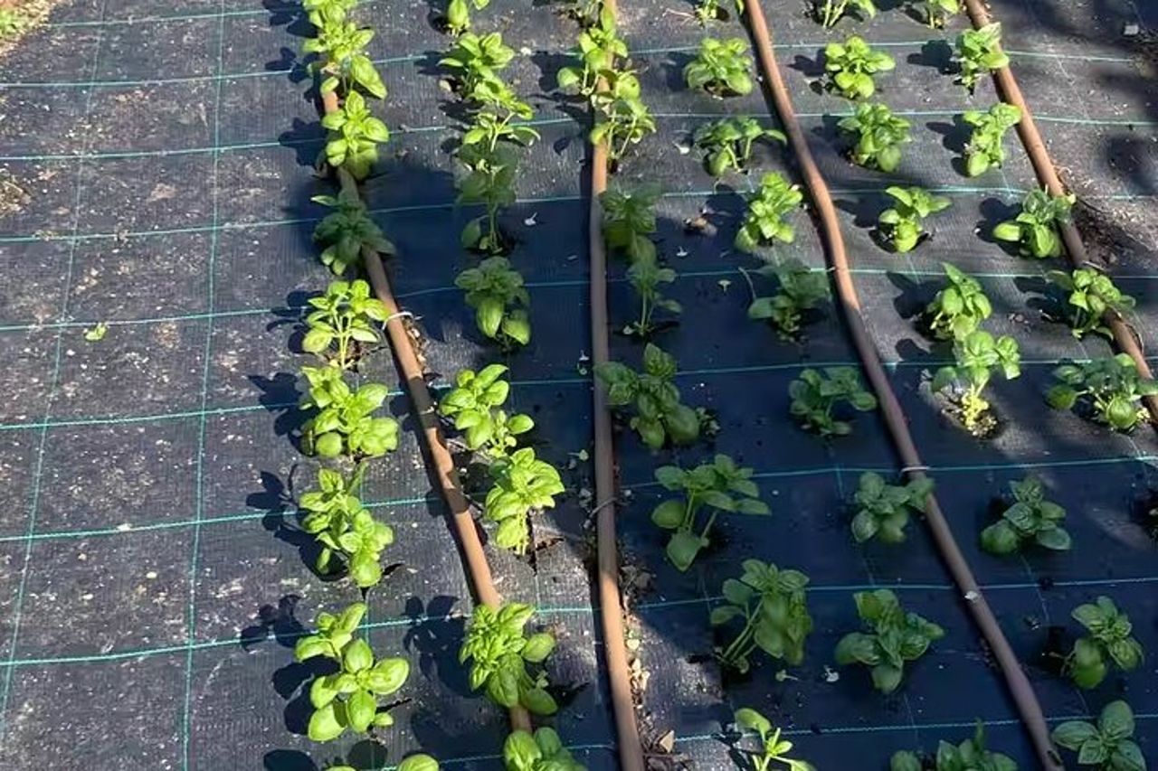 Cinque Terre: Corso di Pesto con Degustazione di Focacce a Manarola — 9