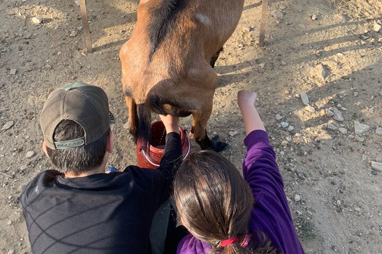 Esperienza di mungitura e produzione di formaggi di capra di Sifnos — 3