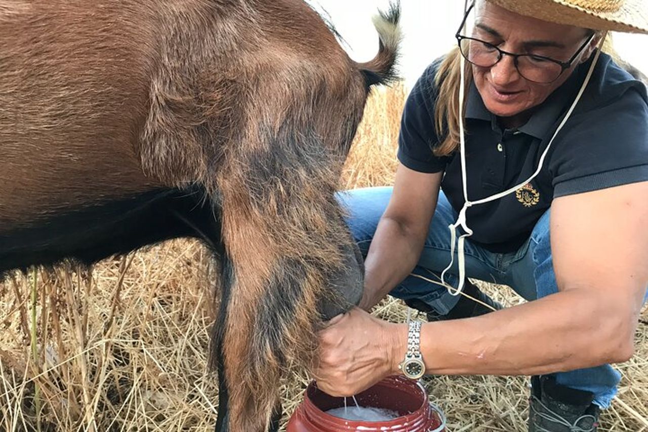 Esperienza di mungitura e produzione di formaggi di capra di Sifnos — 5