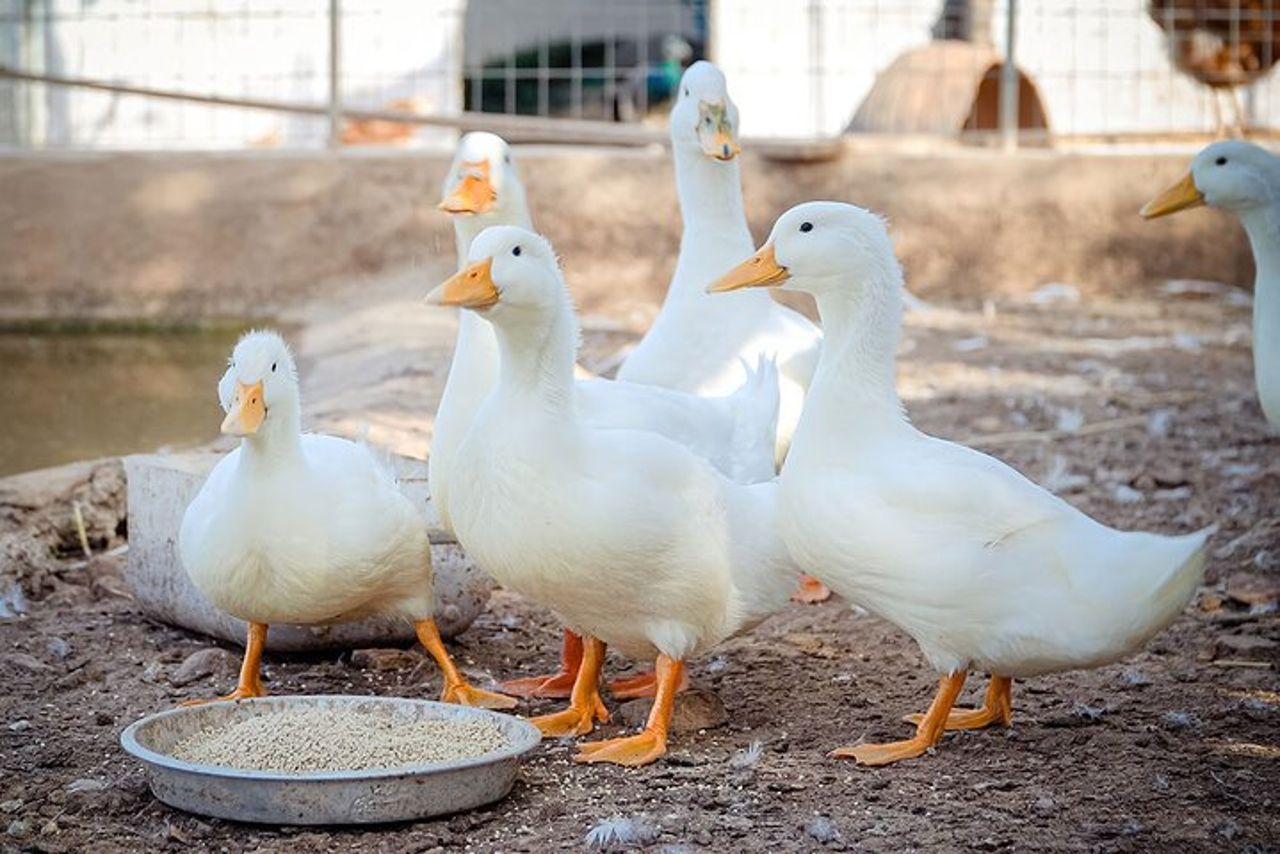 Esperienza di mungitura e produzione di formaggi di capra di Sifnos — 8
