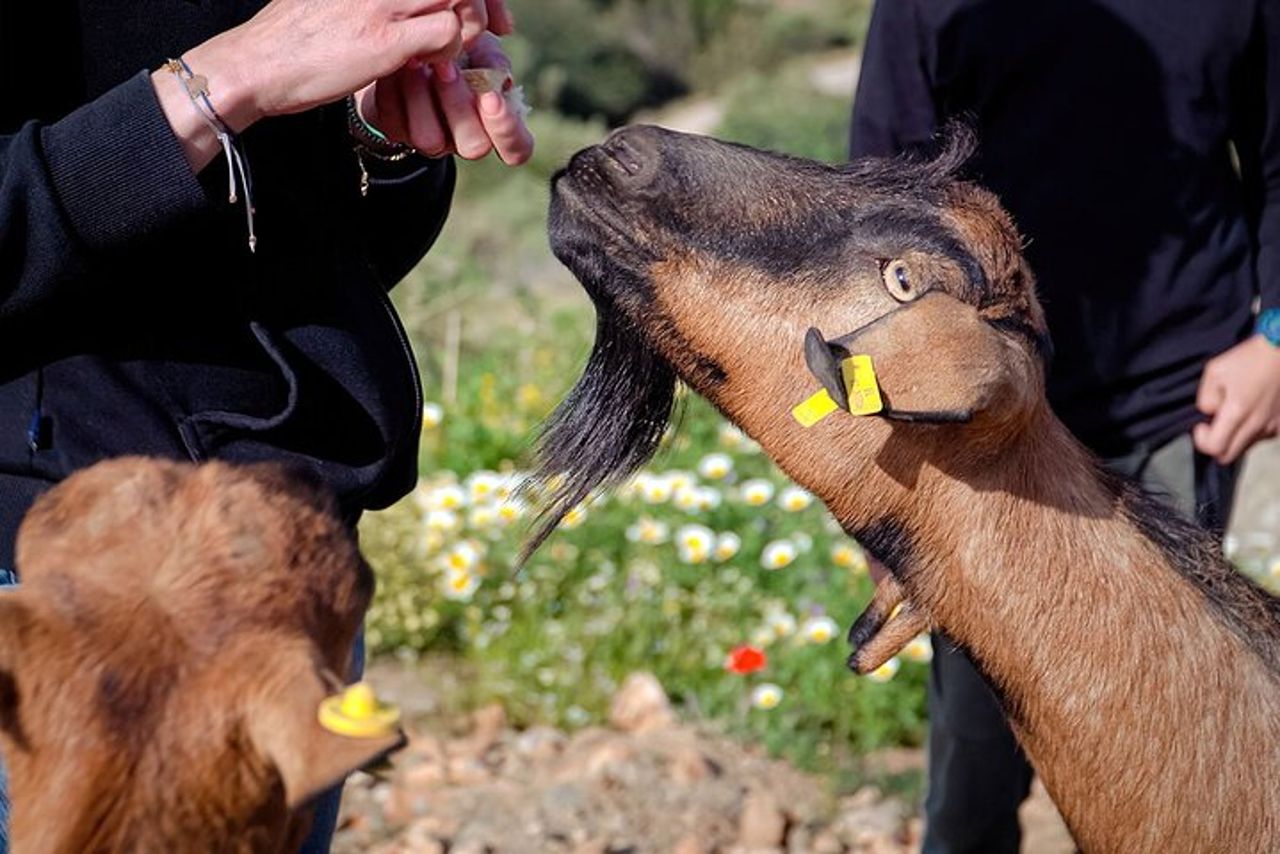 Esperienza di mungitura e produzione di formaggi di capra di Sifnos — 2