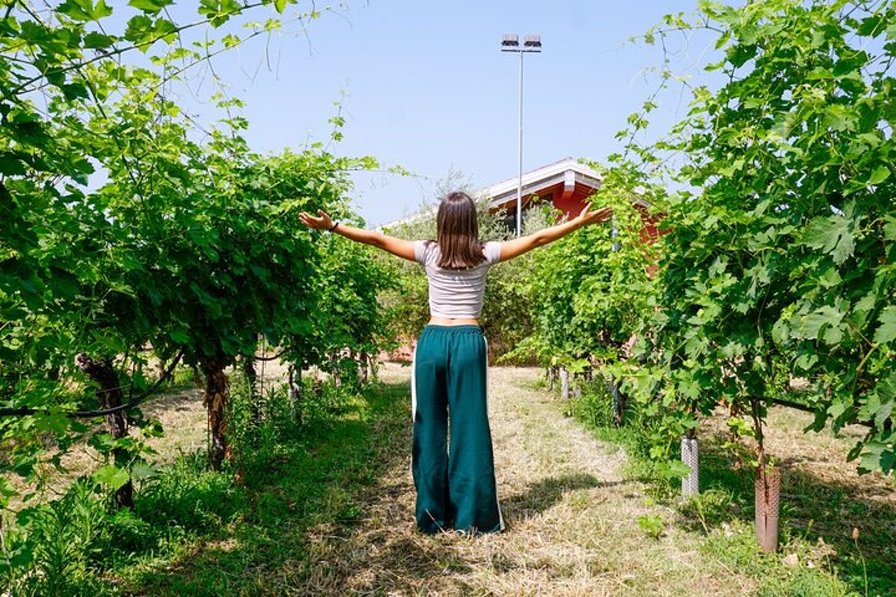 Dal Grappolo al Calice: Viaggio nel Cuore del Vino a Bardolino — 2