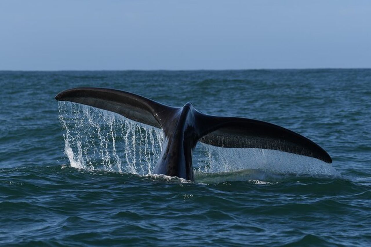 Attività Hermanus Whale Watching Shoreline