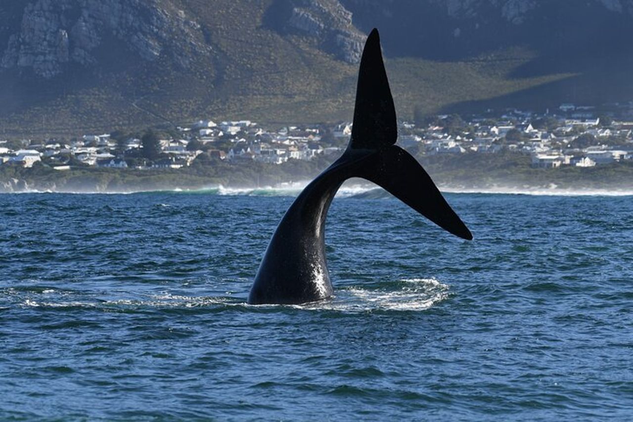 Attività Hermanus Whale Watching Shoreline — 6