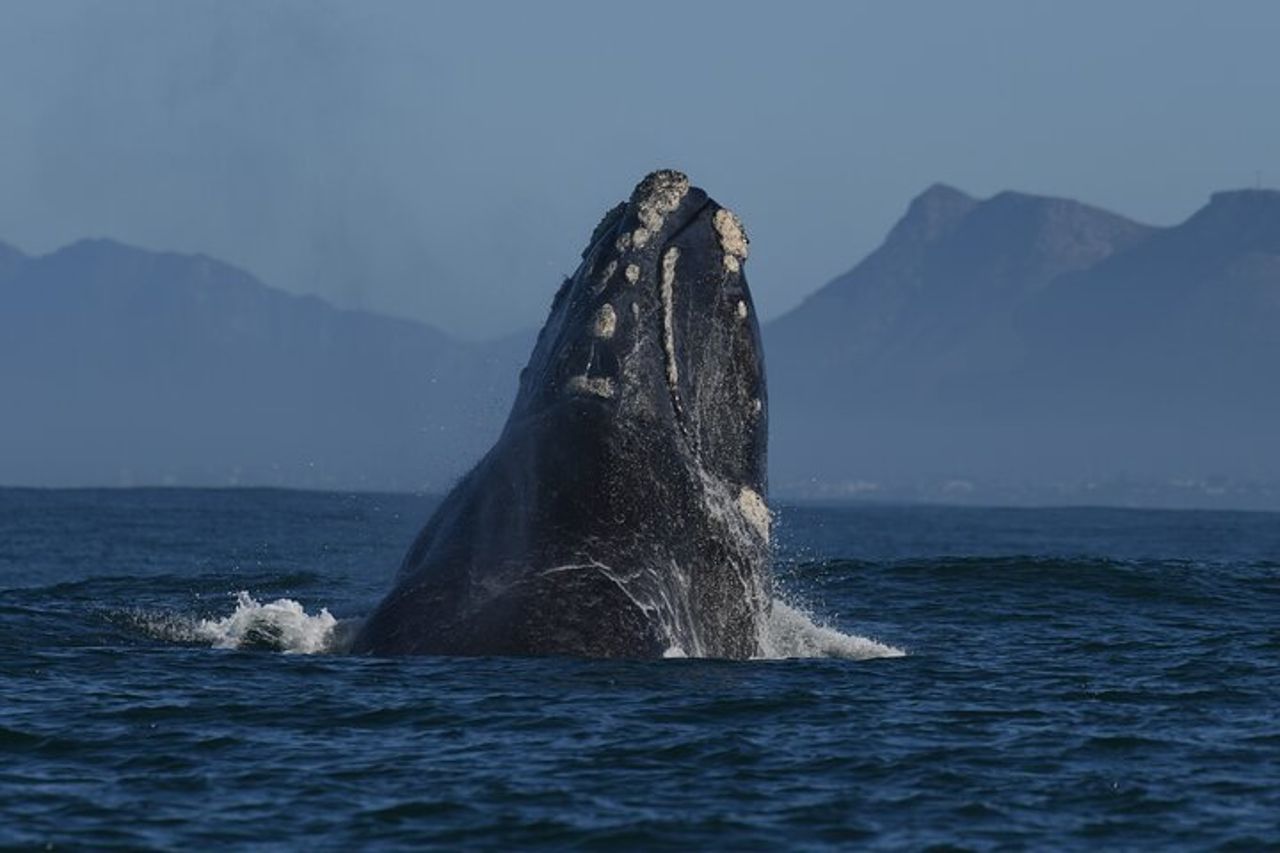 Attività Hermanus Whale Watching Shoreline — 3