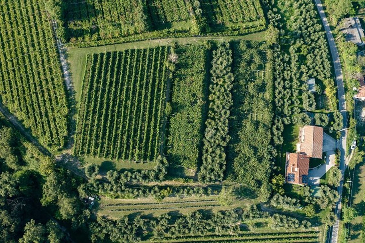 Tour dell'olio d'oliva del Lago di Garda e degustazione con vista panoramica — 7