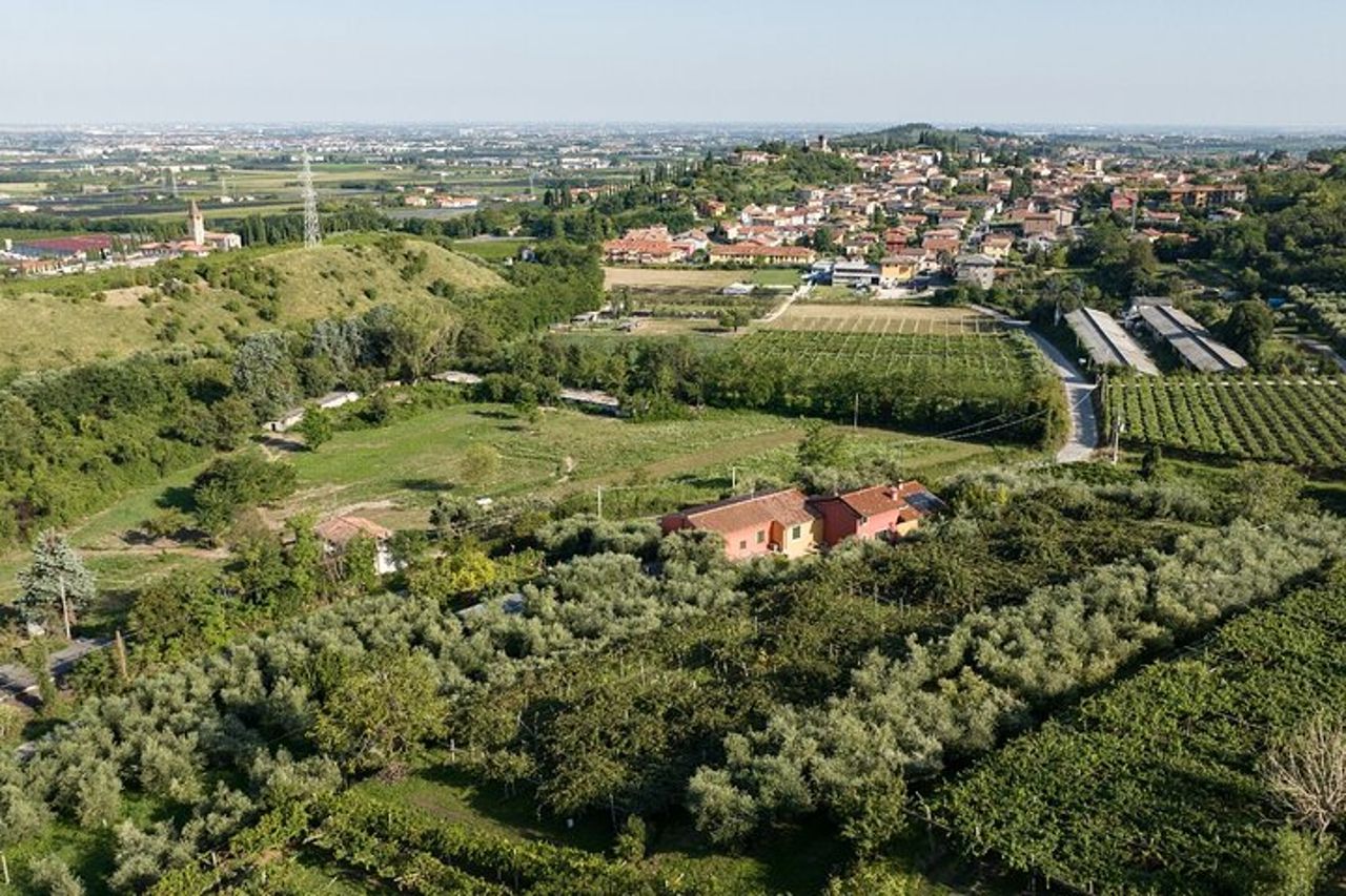 Tour dell'olio d'oliva del Lago di Garda e degustazione con vista panoramica — 6